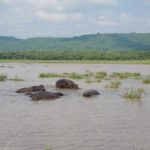 Flusspferde beim Mittagsbad